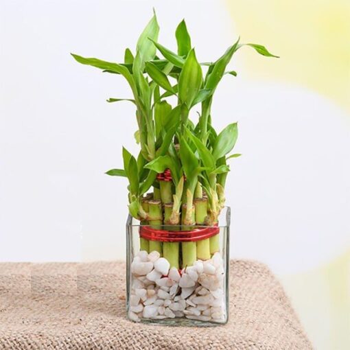 2 Layer Lucky Bamboo Plant — Online Delivery in Guwahati | Petalscart