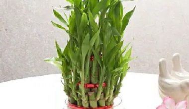 3 Layer Lucky Bamboo Plant