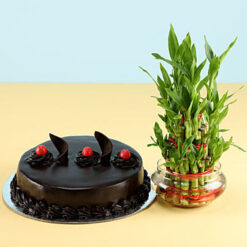 Cake N Three Layer Bamboo
