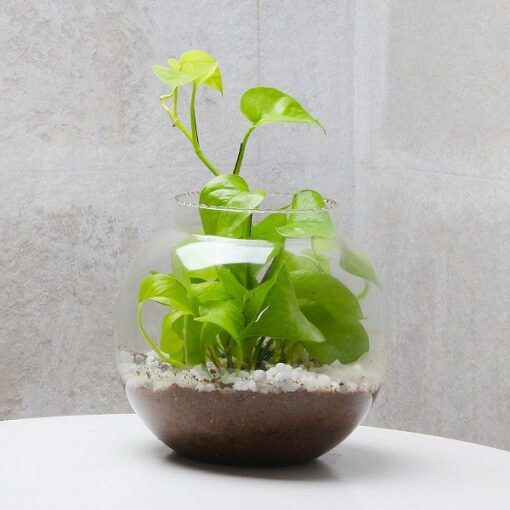 Glass Vase Money Plant Terrarium — Online Delivery in Guwahati | Petalscart