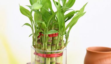 Good Luck 2 Layer Lucky Bamboo