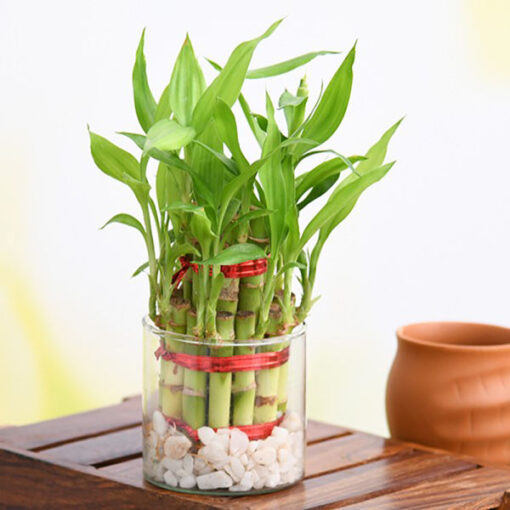 Good Luck 2 Layer Lucky Bamboo — Online Delivery in Guwahati | Petalscart
