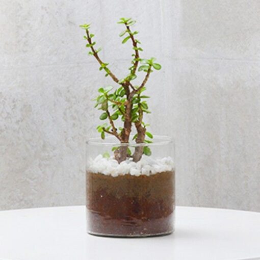 Jade Plant — Online Delivery in Guwahati | Petalscart