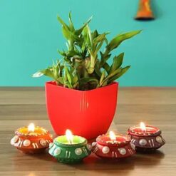Lucky Bamboo Plant & Diyas Combo