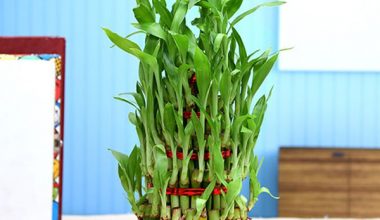 Lucky Bamboo Plant In A Bowl