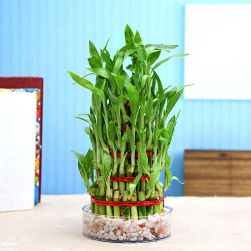 Lucky Bamboo Plant In A Bowl — Online Delivery in Guwahati | Petalscart