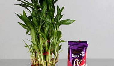 Lucky Bamboo with Dairy Milk