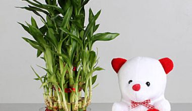 Lucky Bamboo with Teddy Bear