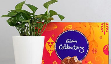 Money Plant & Celebrations