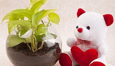 Money Plant N Teddy Combo