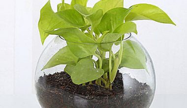 Money Plant Terrarium