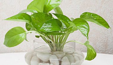 Money Plant Terrarium