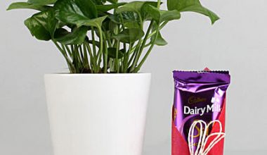 Money Plant With Dairy Milk Silk