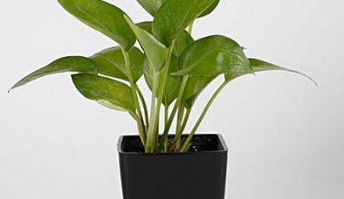 Money Plant in Black Plastic Pot