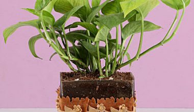 Money Plant in Square Glass Pot