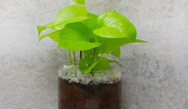 Money Plant in Terrarium