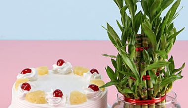 Pineapple Cake N Lucky Bamboo