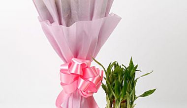 Pink Roses & Bamboo Plant