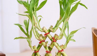 Pyramid Lucky Bamboo