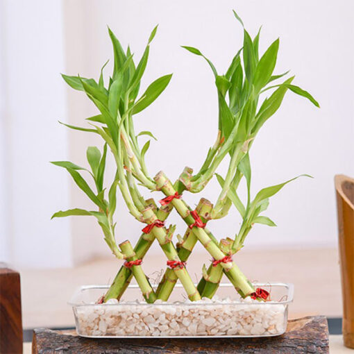 Pyramid Lucky Bamboo — Online Delivery in Guwahati | Petalscart