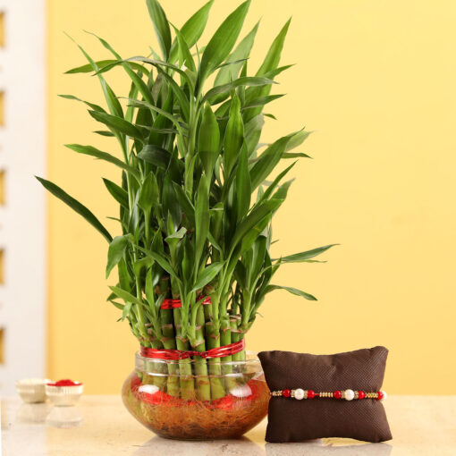 Rakhi & Lucky Bamboo Plant — Online Delivery in Guwahati | Petalscart