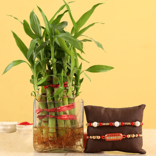 Rakhi With Bamboo Plant