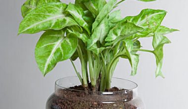 Syngonium Golden Plant Terrarium