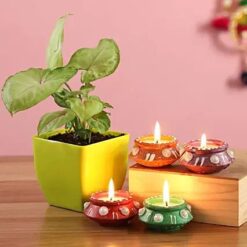 Syngonium Plant & Diyas Combo