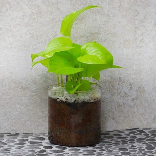 Terrarium Money Plant — Online Delivery in Guwahati | Petalscart