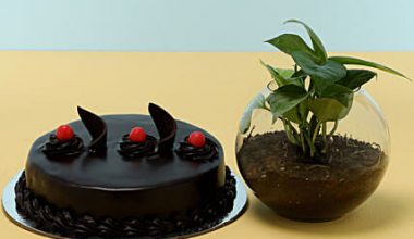 Truffle Cake & Money Plant