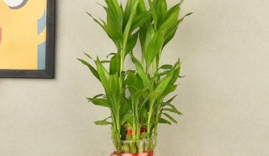 Two Layered Bamboo Plant