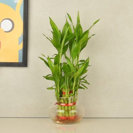 Two Layered Bamboo Plant — Online Delivery in Guwahati | Petalscart