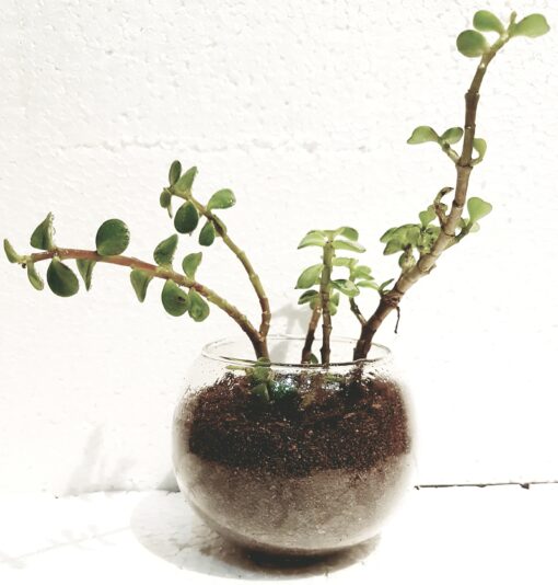 Lovely Jade Plant — Online Delivery in Guwahati | Petalscart