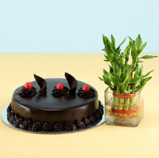 Lucky Bamboo Cake Combo — Online Delivery in Guwahati | Petalscart
