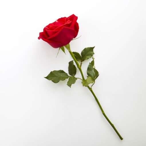1 Single Rose — Online Delivery in Guwahati | Petalscart