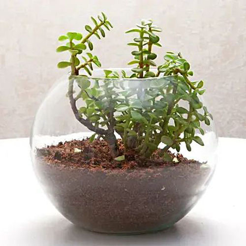 Jade Terrarium in Guwahati — Petalscart