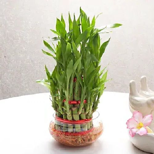 Lucky Bamboo Plants in Guwahati — Petalscart